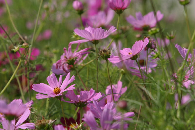 Floweres of the World — Flowers, nature, scenic, flora