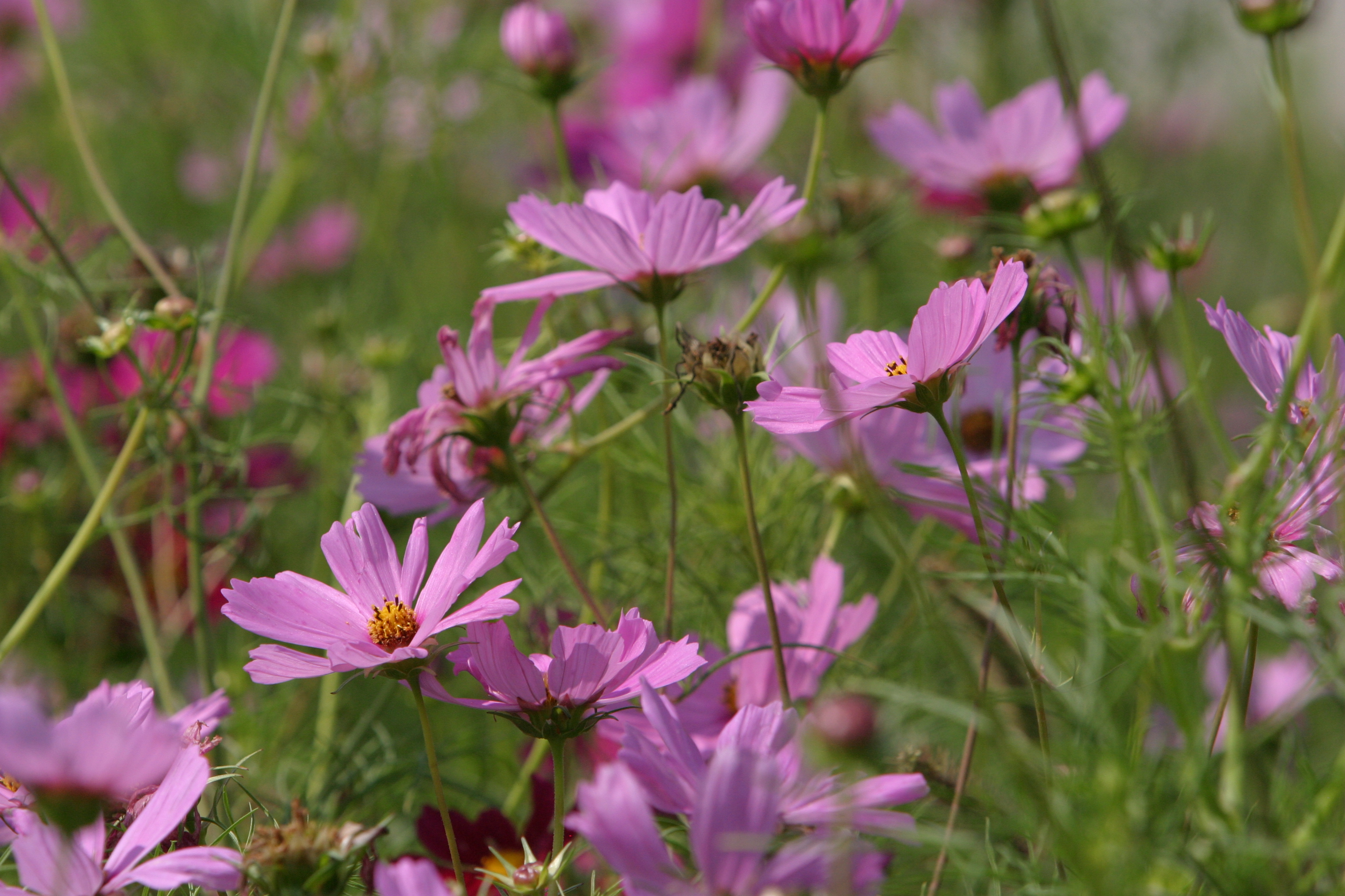 Floweres of the World