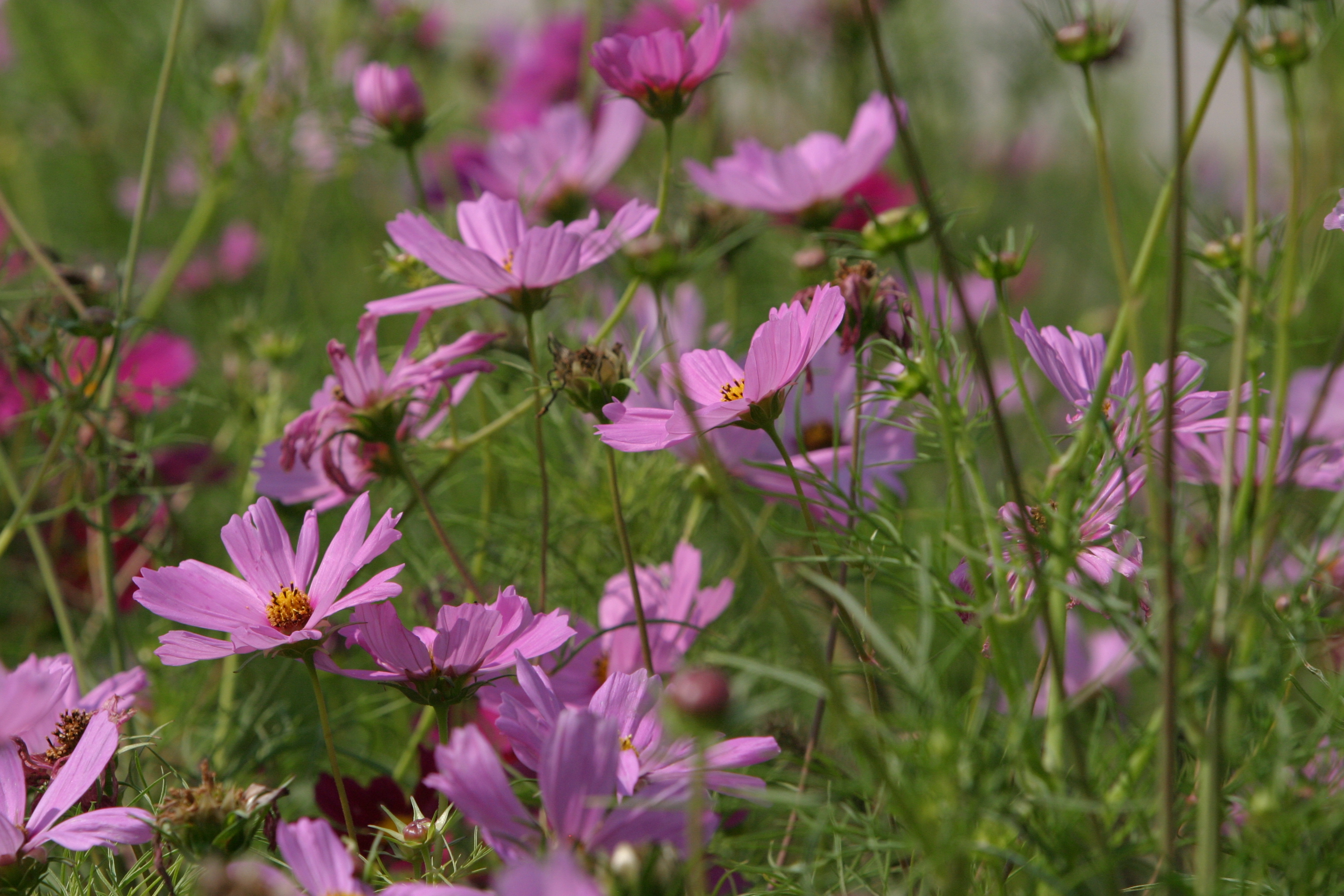 Floweres of the World