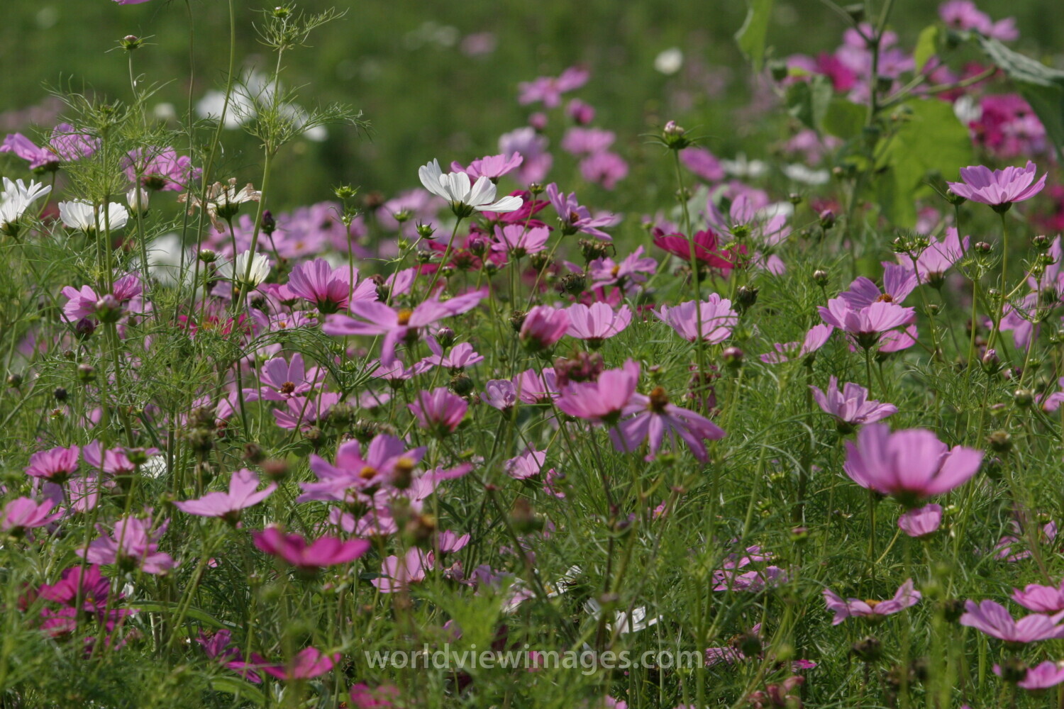 Floweres of the World