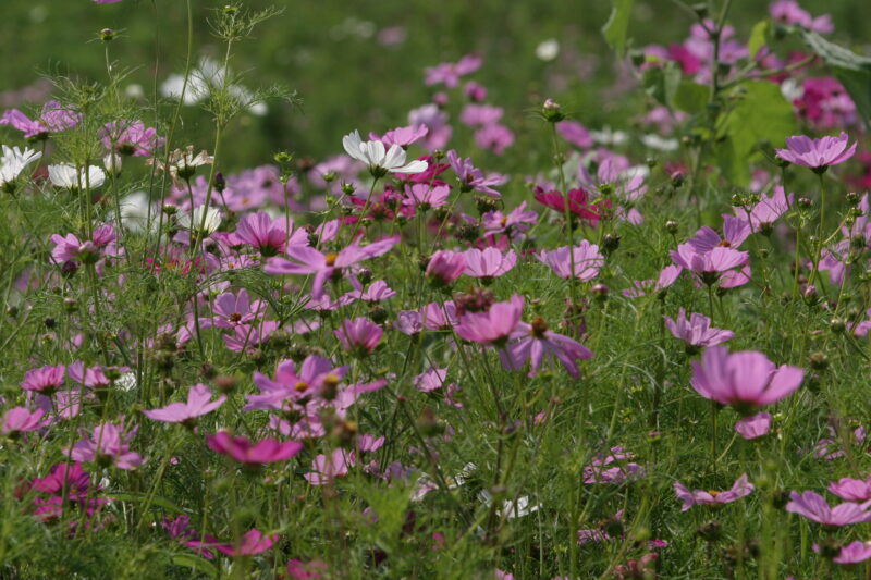 Floweres of the World — Flowers, nature, scenic, flora