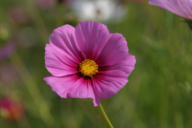 Floweres of the World