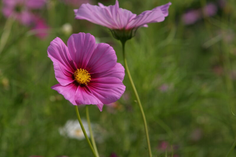 Floweres of the World — Flowers, nature, scenic, flora