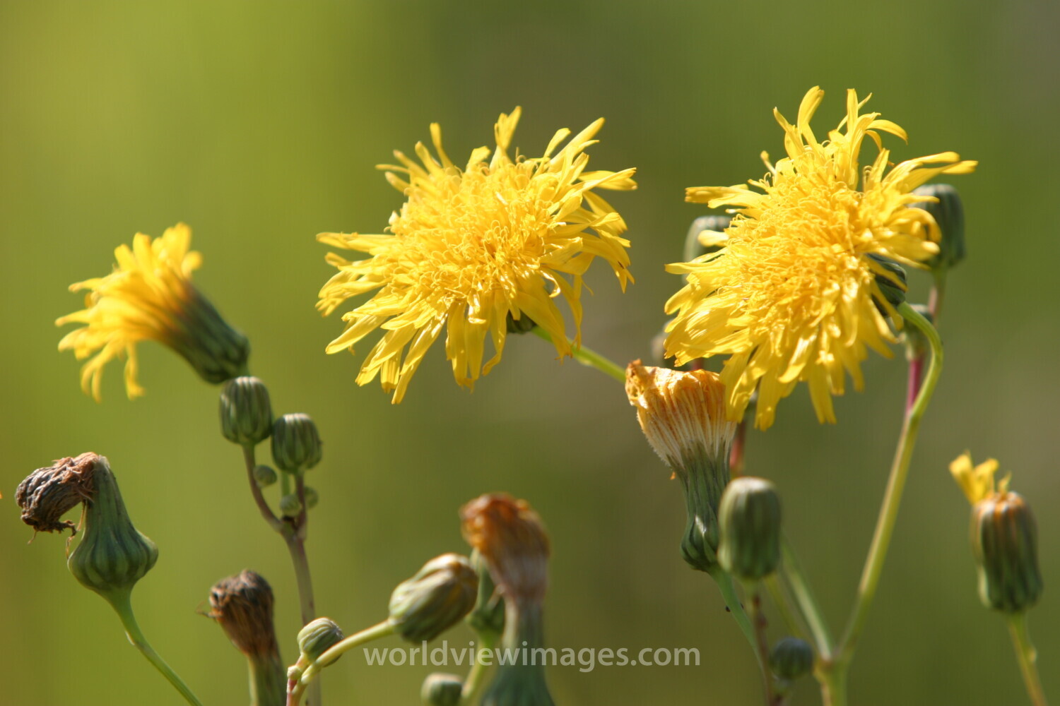 Floweres of the World