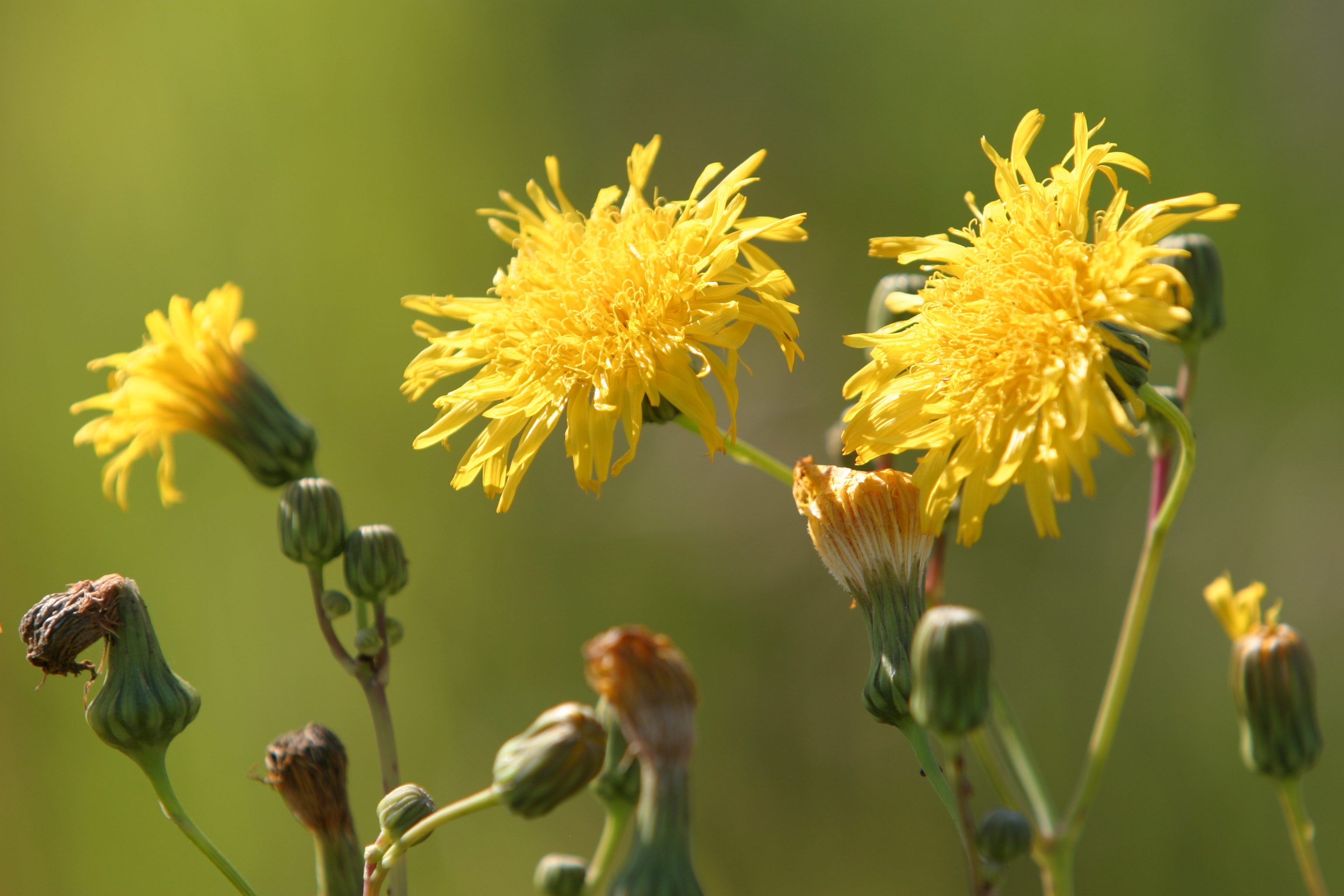 Floweres of the World