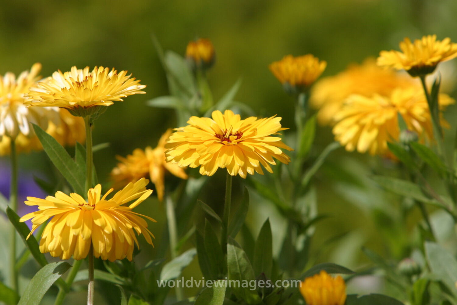 Floweres of the World