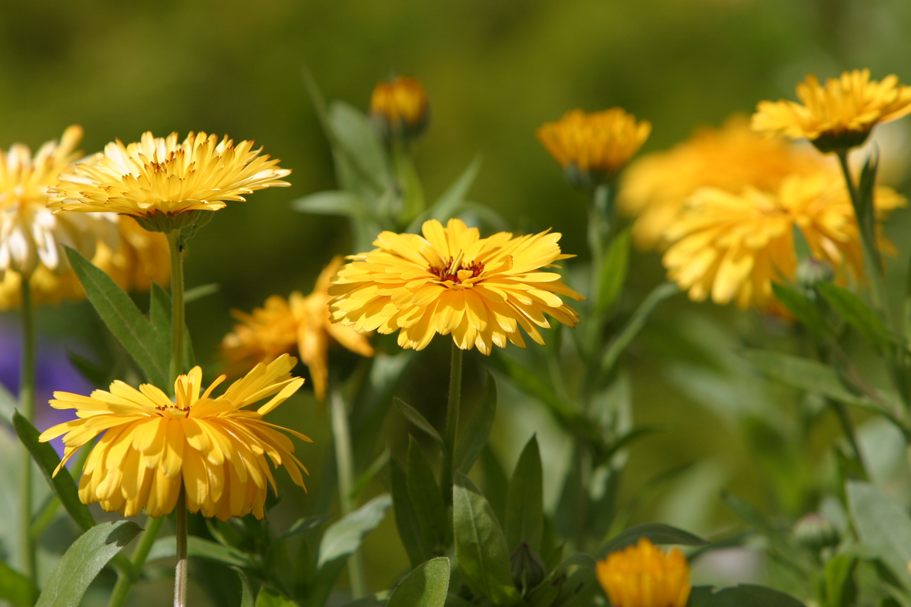 Floweres of the World