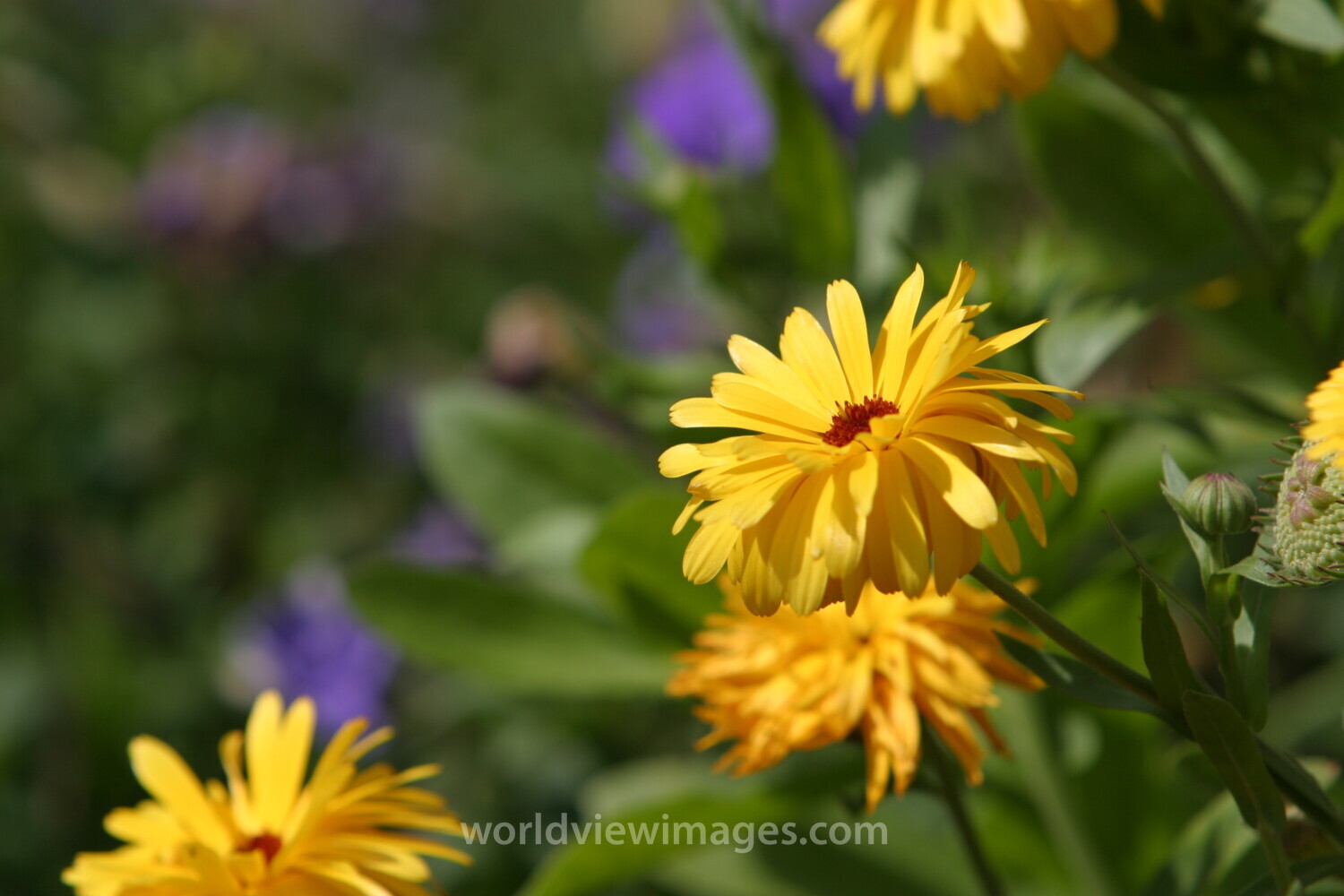 Floweres of the World