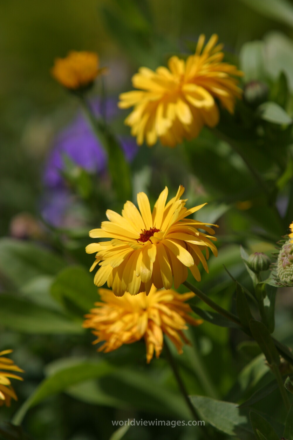 Floweres of the World