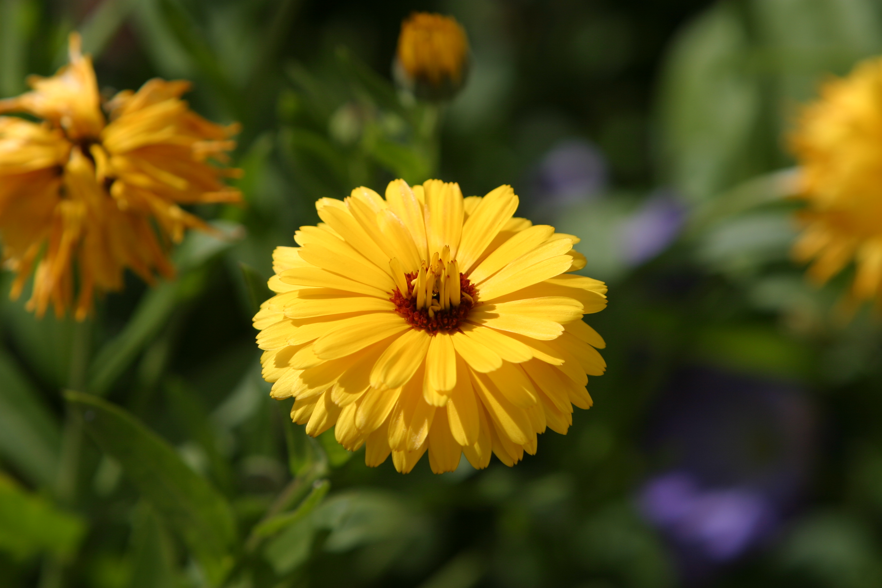 Floweres of the World