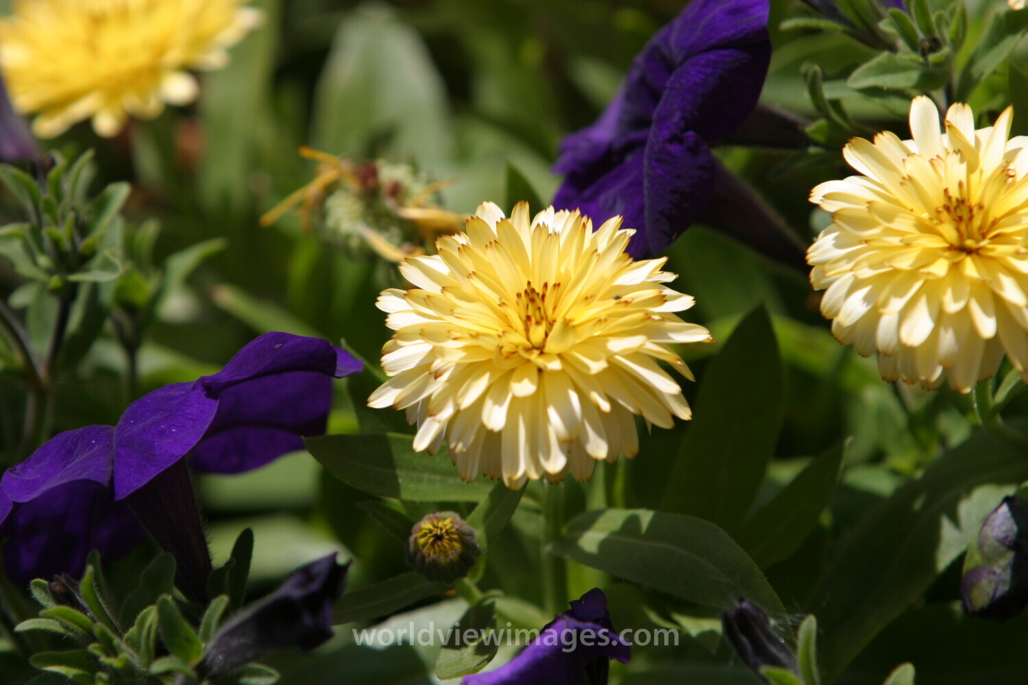 Floweres of the World