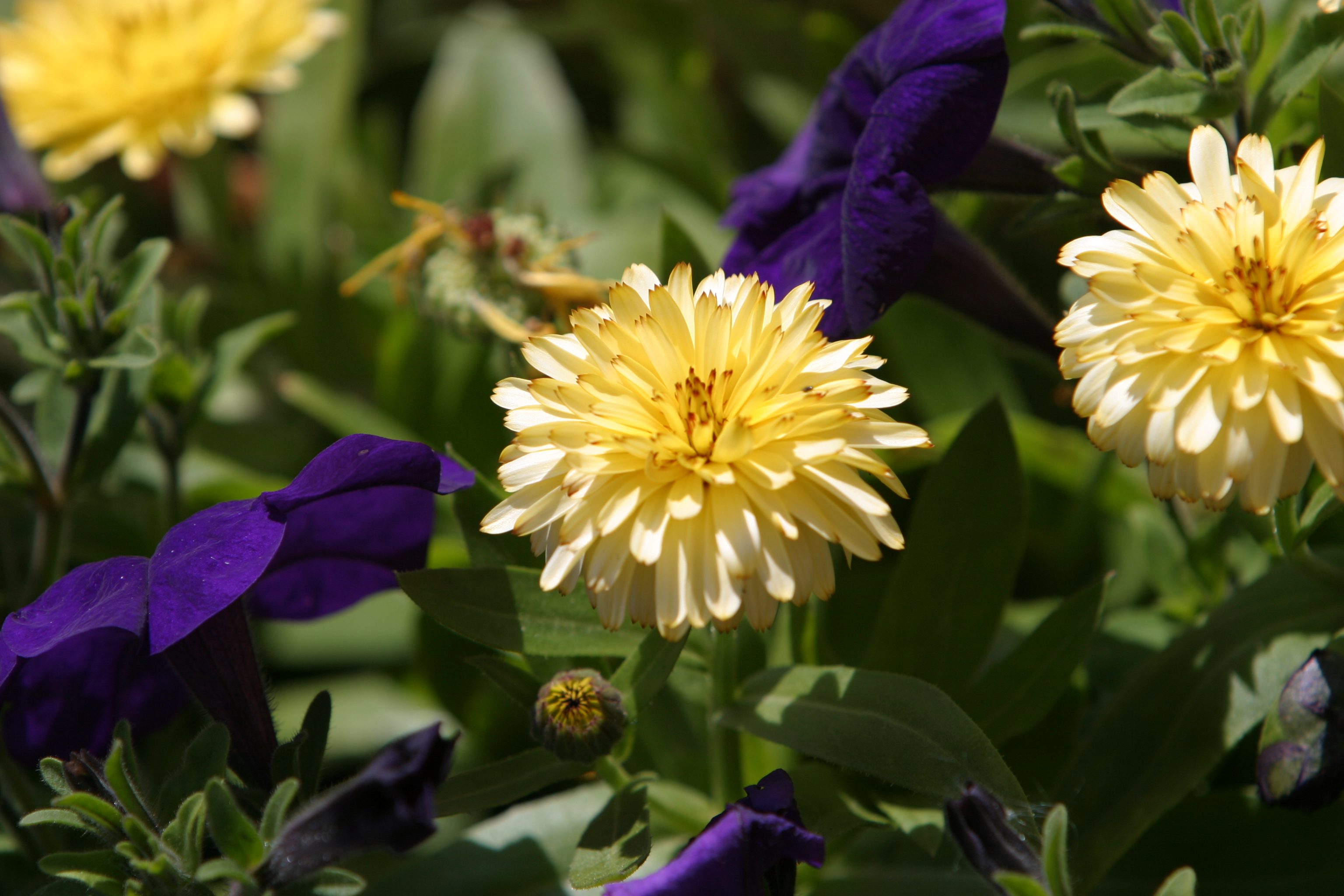 Floweres of the World