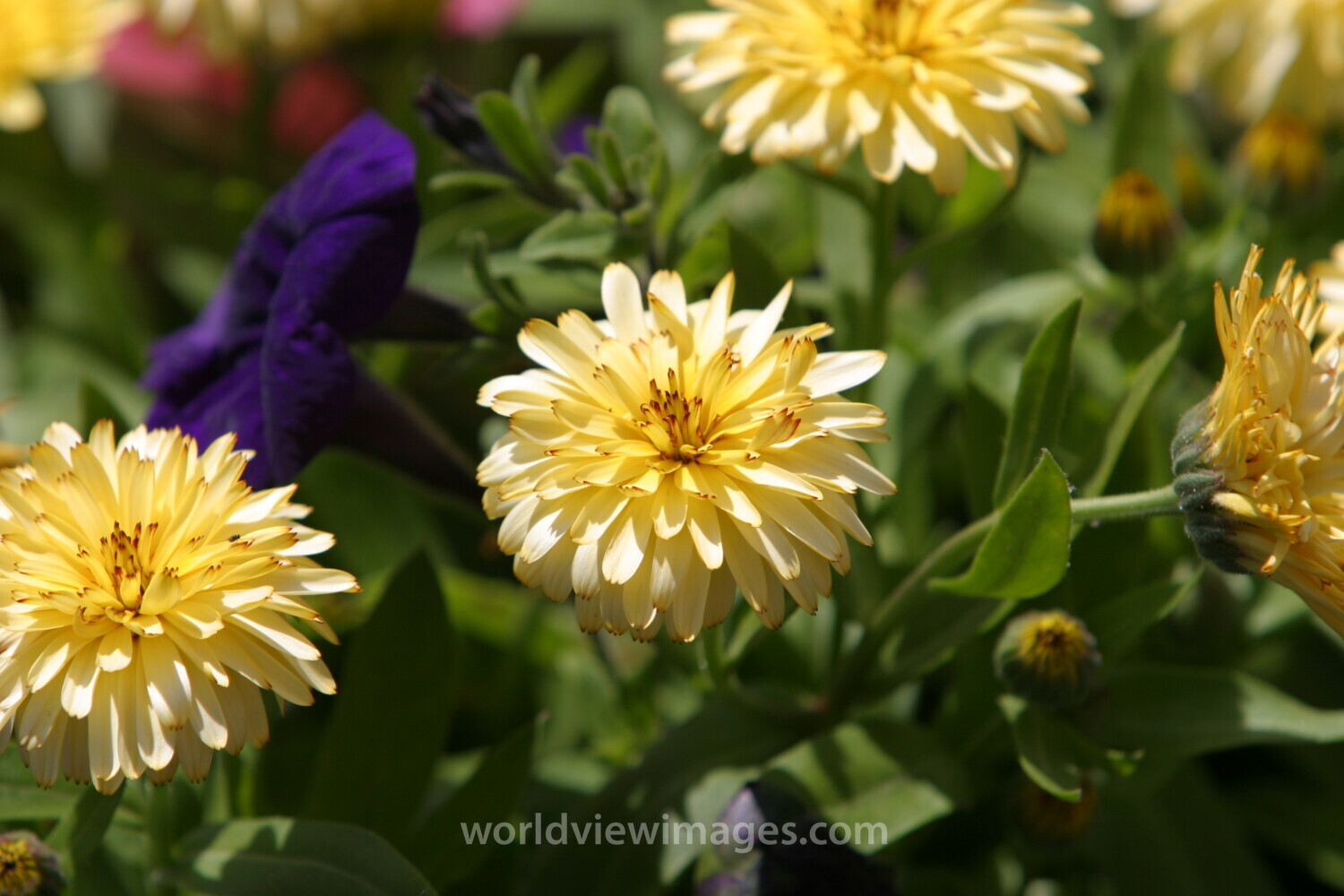 Floweres of the World