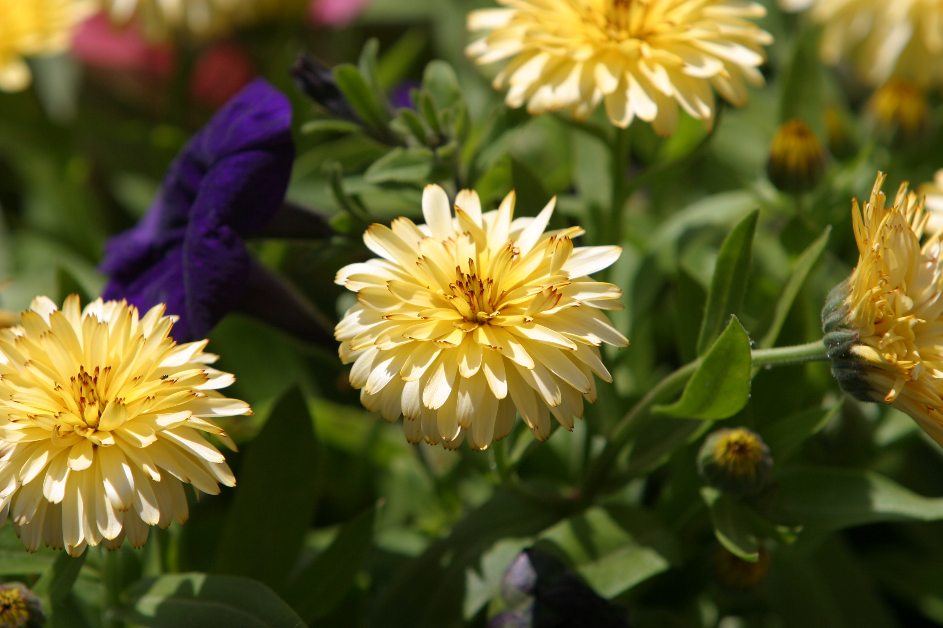 Floweres of the World