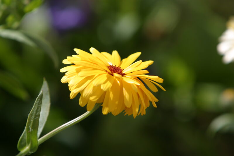 Floweres of the World — Flowers, nature, scenic, flora