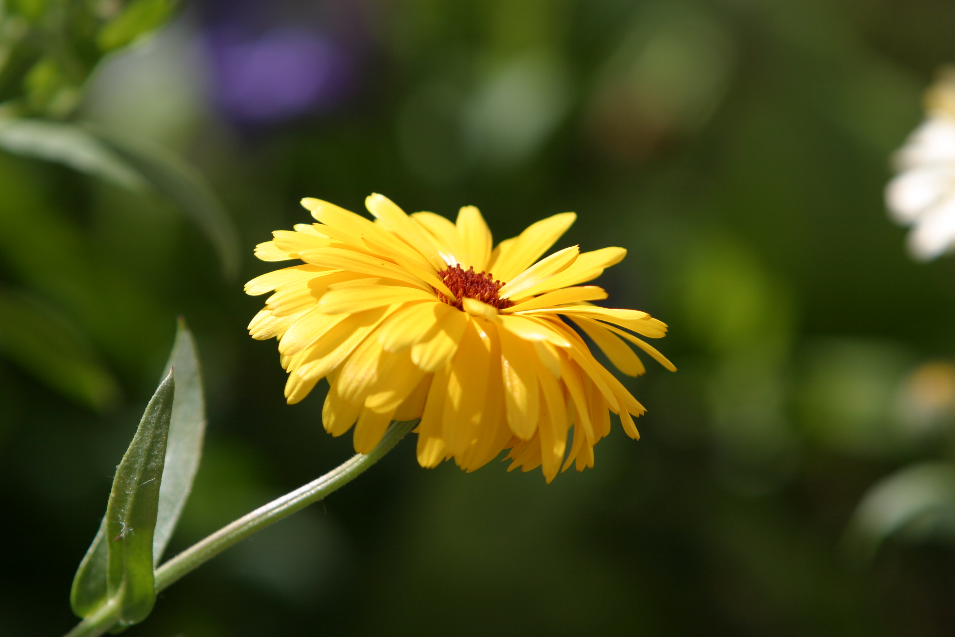 Floweres of the World