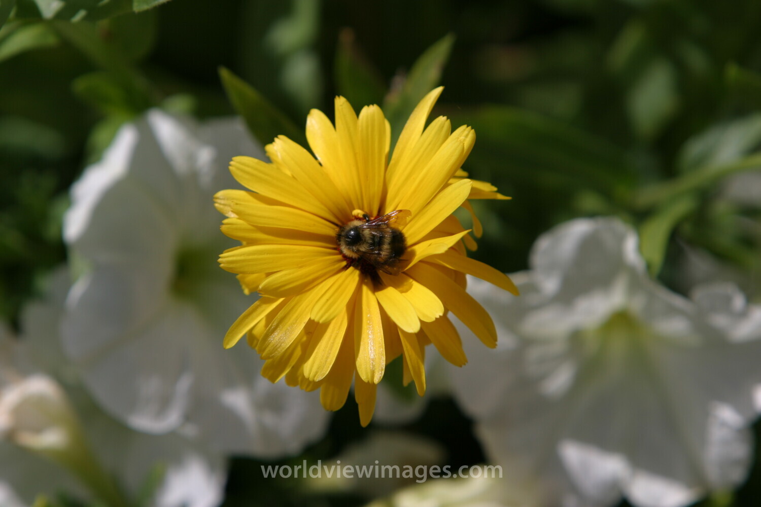 Floweres of the World