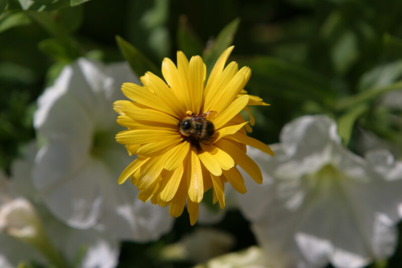 Floweres of the World — Flowers, nature, scenic, flora