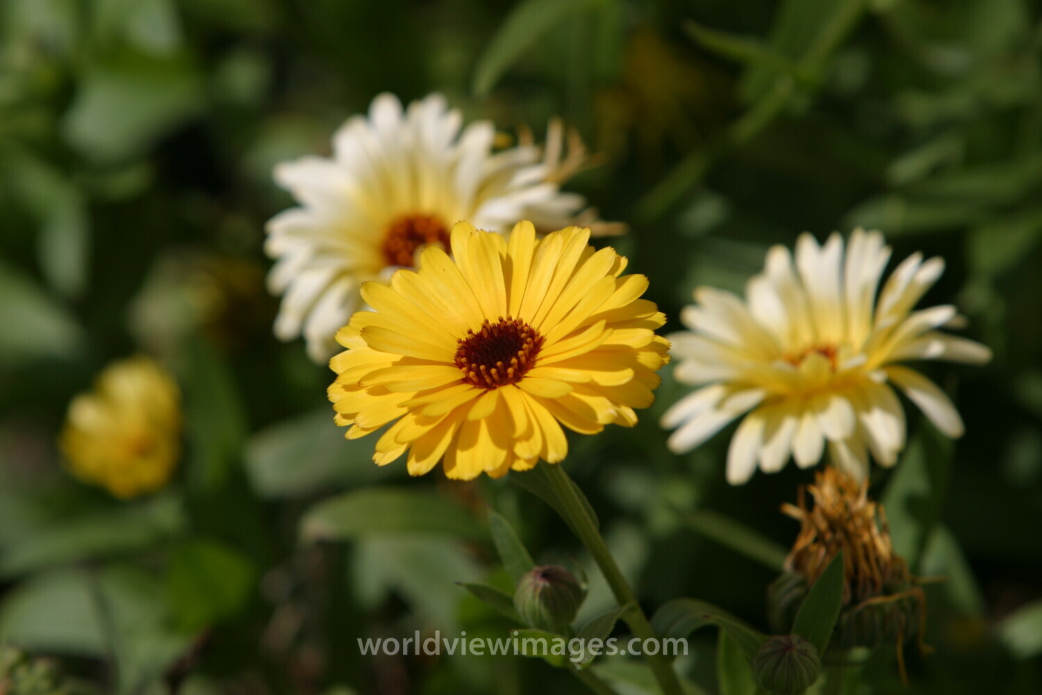 Floweres of the World