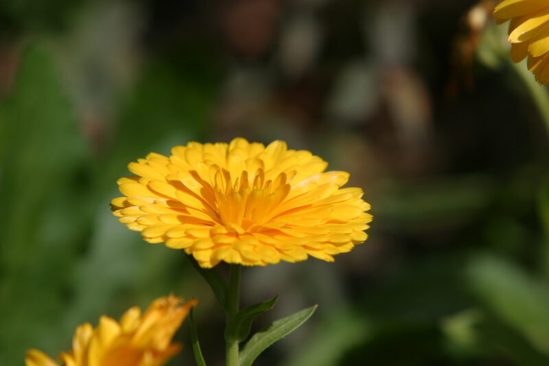 Floweres of the World — Flowers, nature, scenic, flora