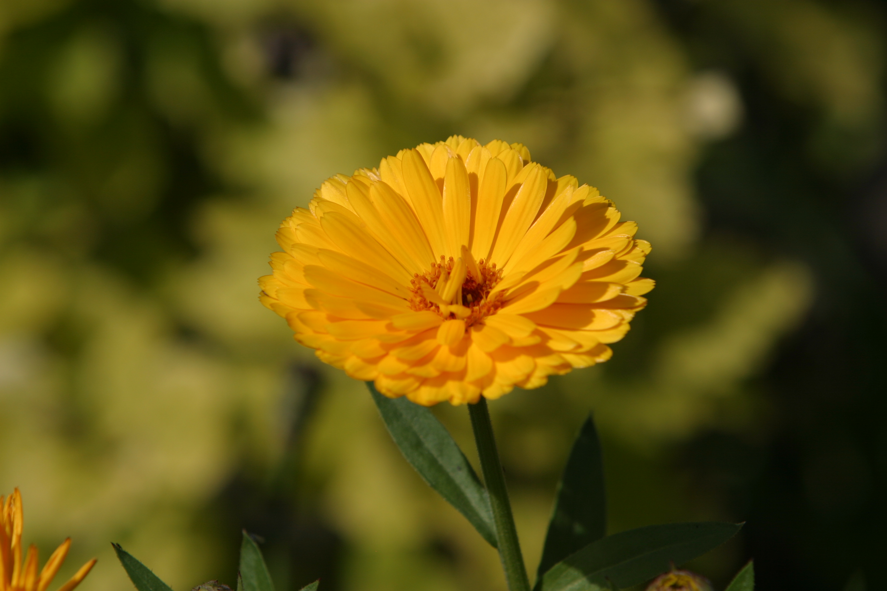 Floweres of the World