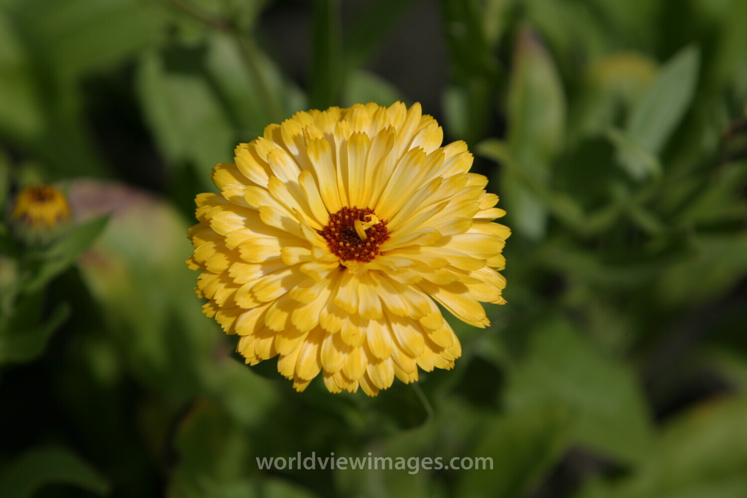 Floweres of the World