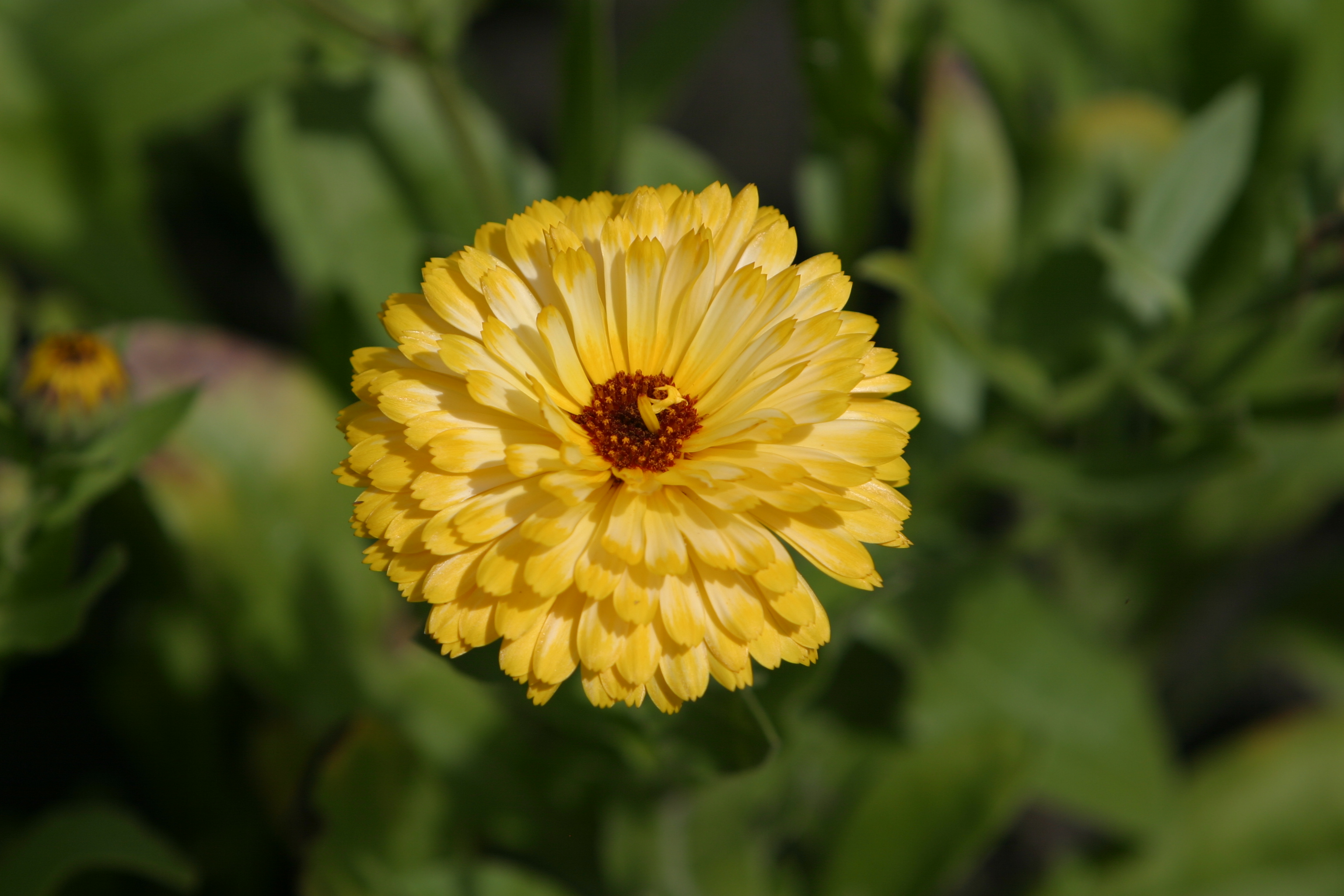 Floweres of the World