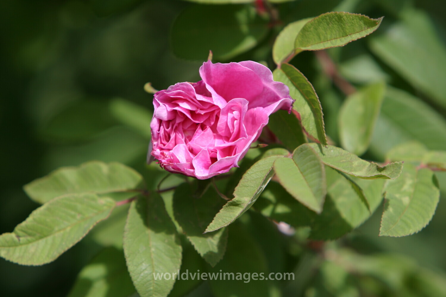 Floweres of the World