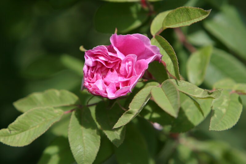 Floweres of the World — Flowers, nature, scenic, flora