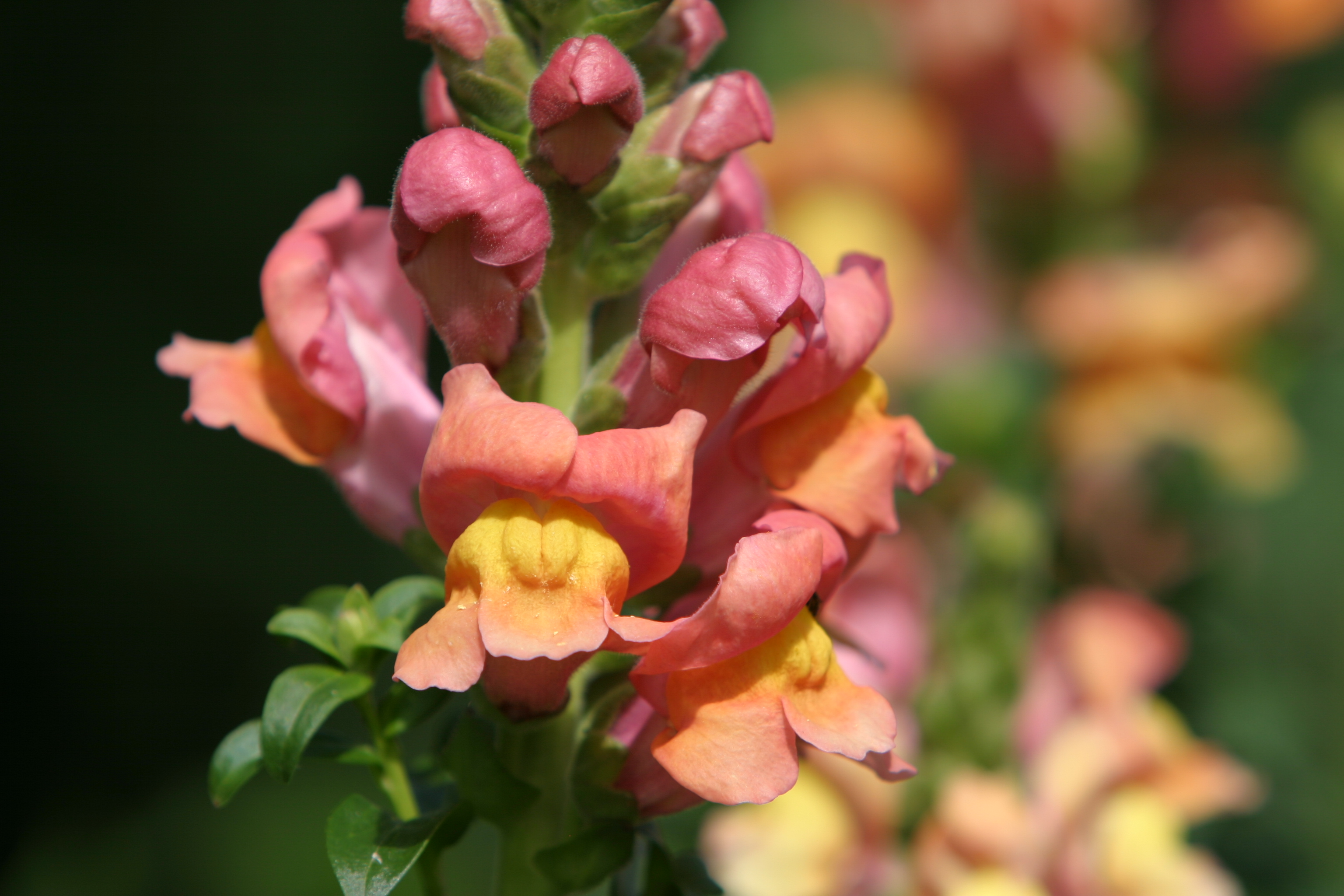 Floweres of the World