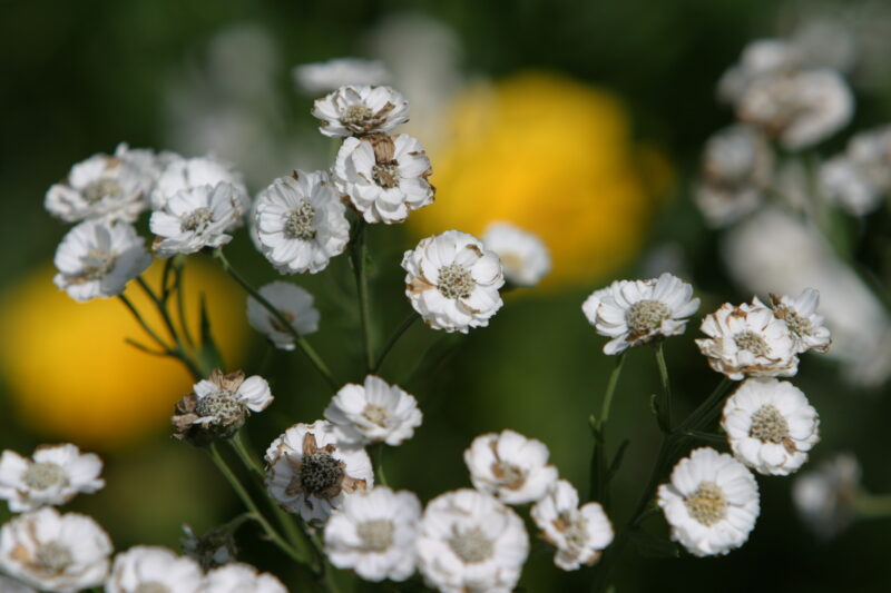 Floweres of the World — Flowers, nature, scenic, flora