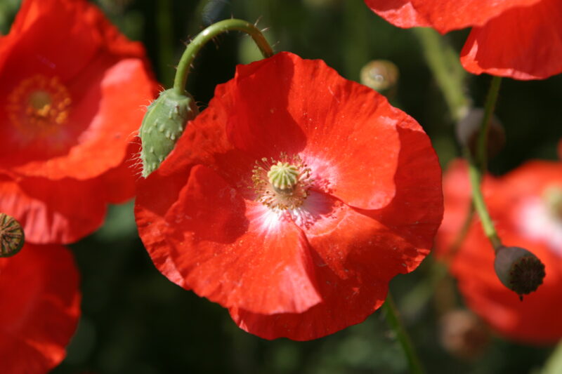 Floweres of the World — Flowers, nature, scenic, flora