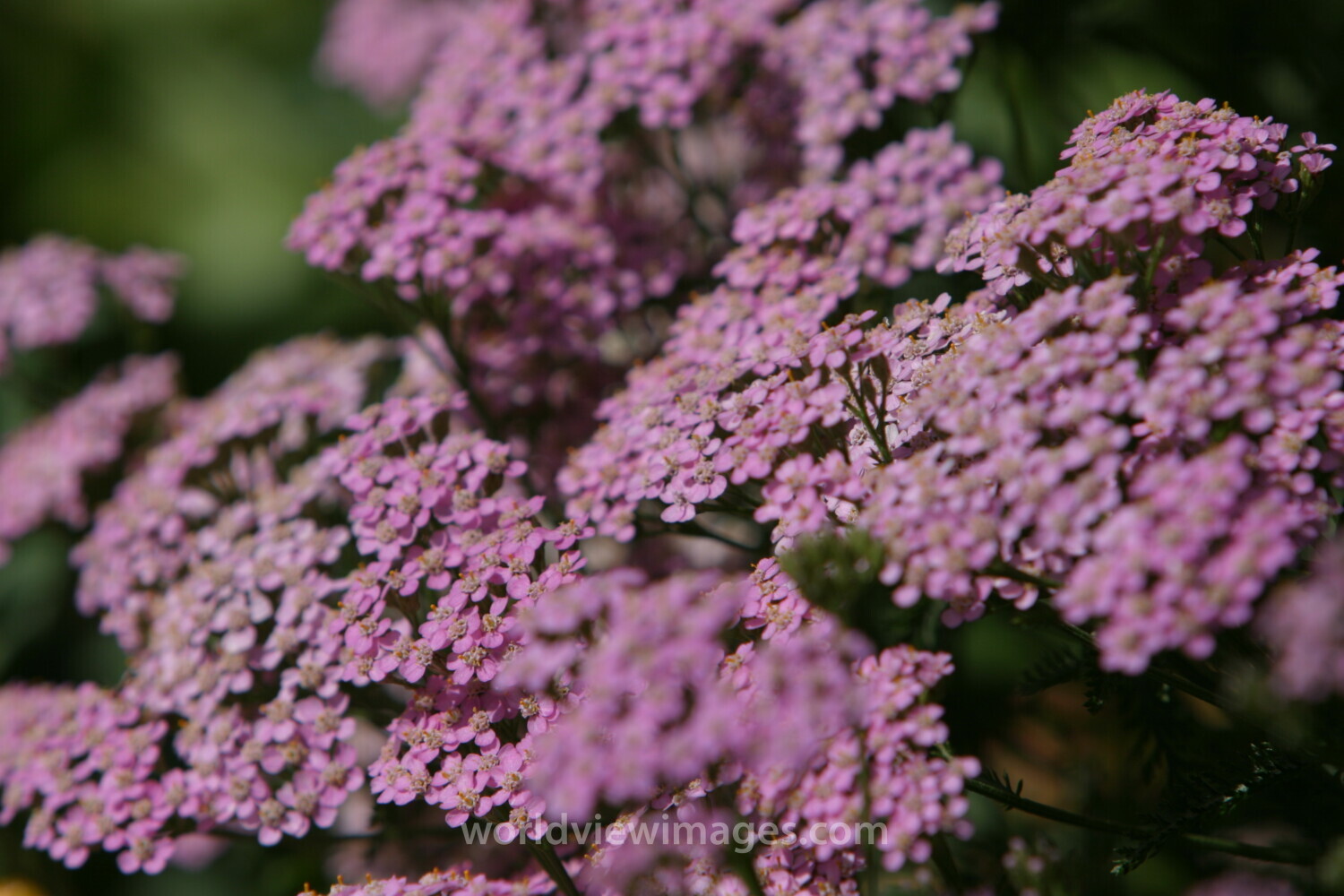 Floweres of the World