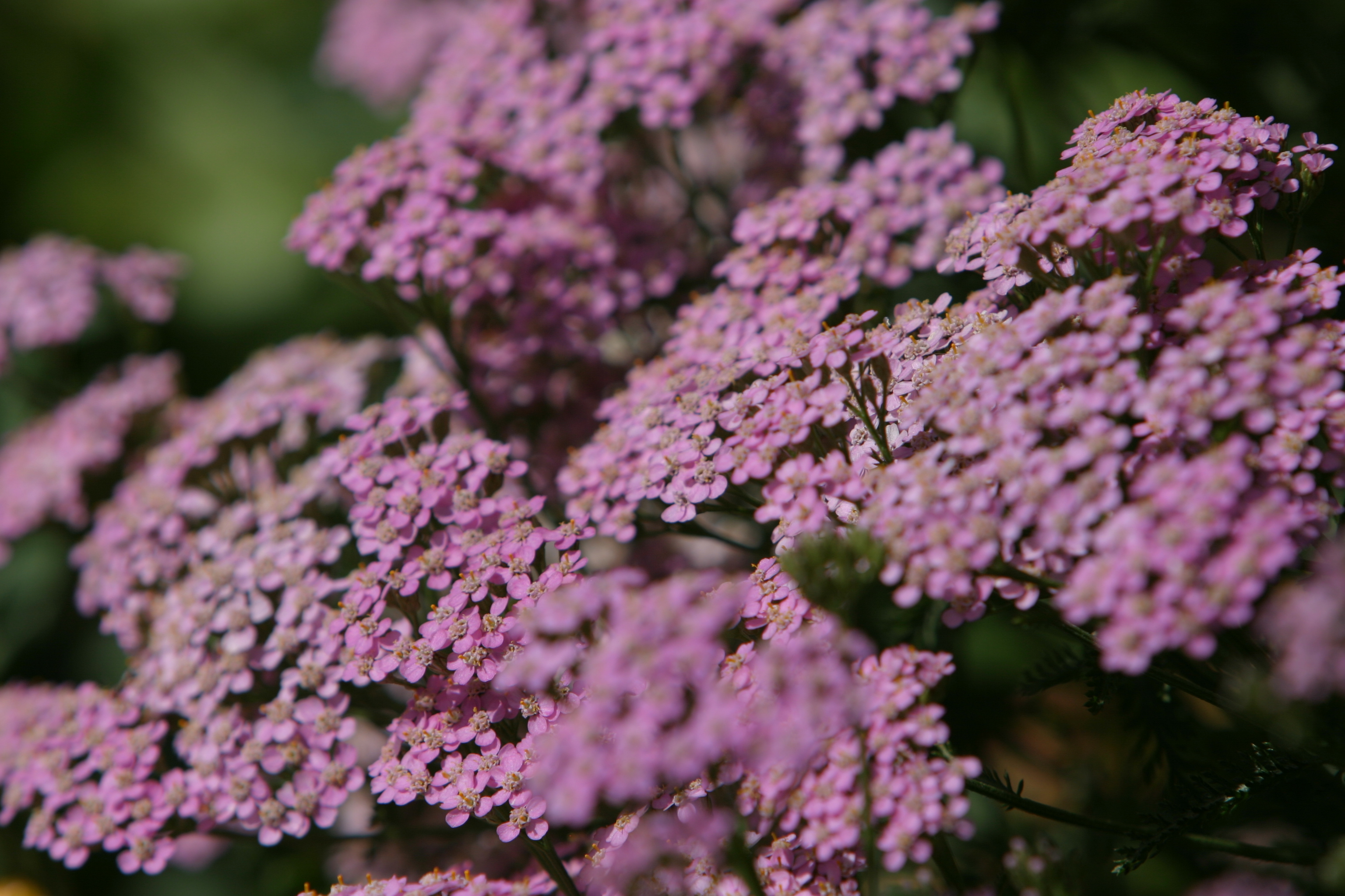 Floweres of the World