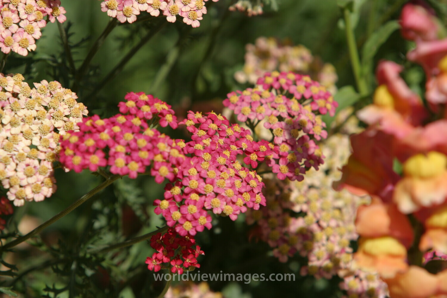 Floweres of the World