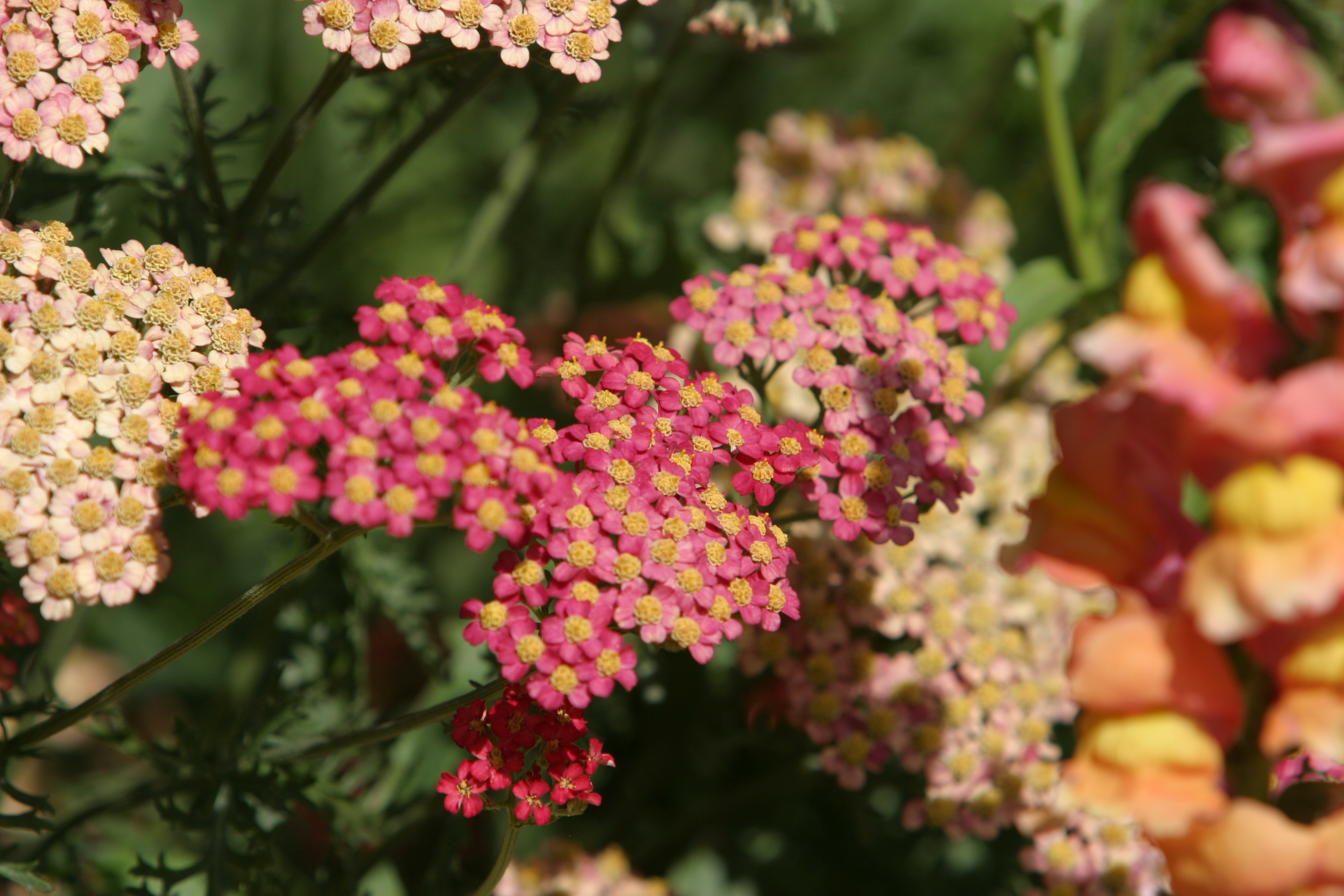 Floweres of the World