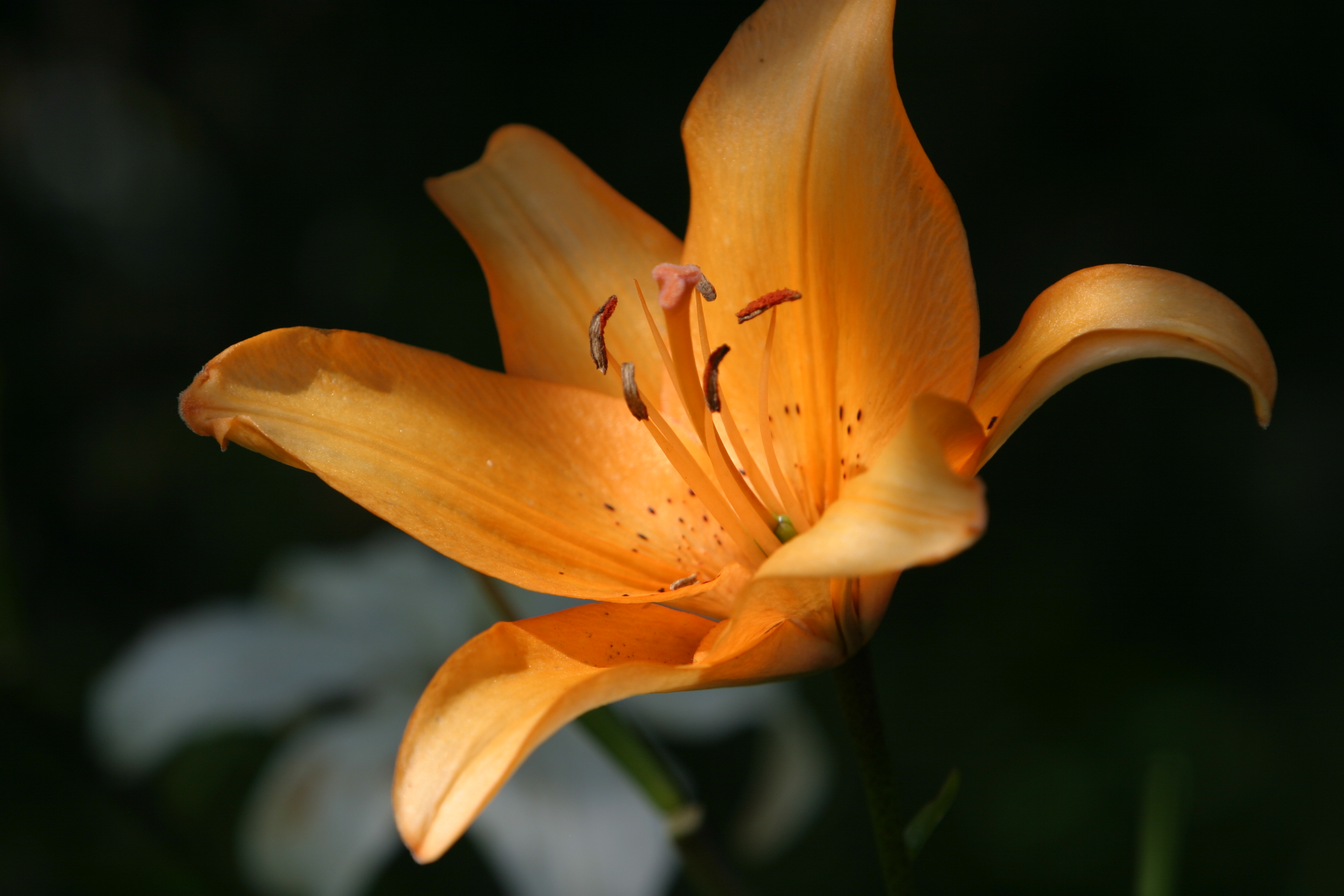 Floweres of the World