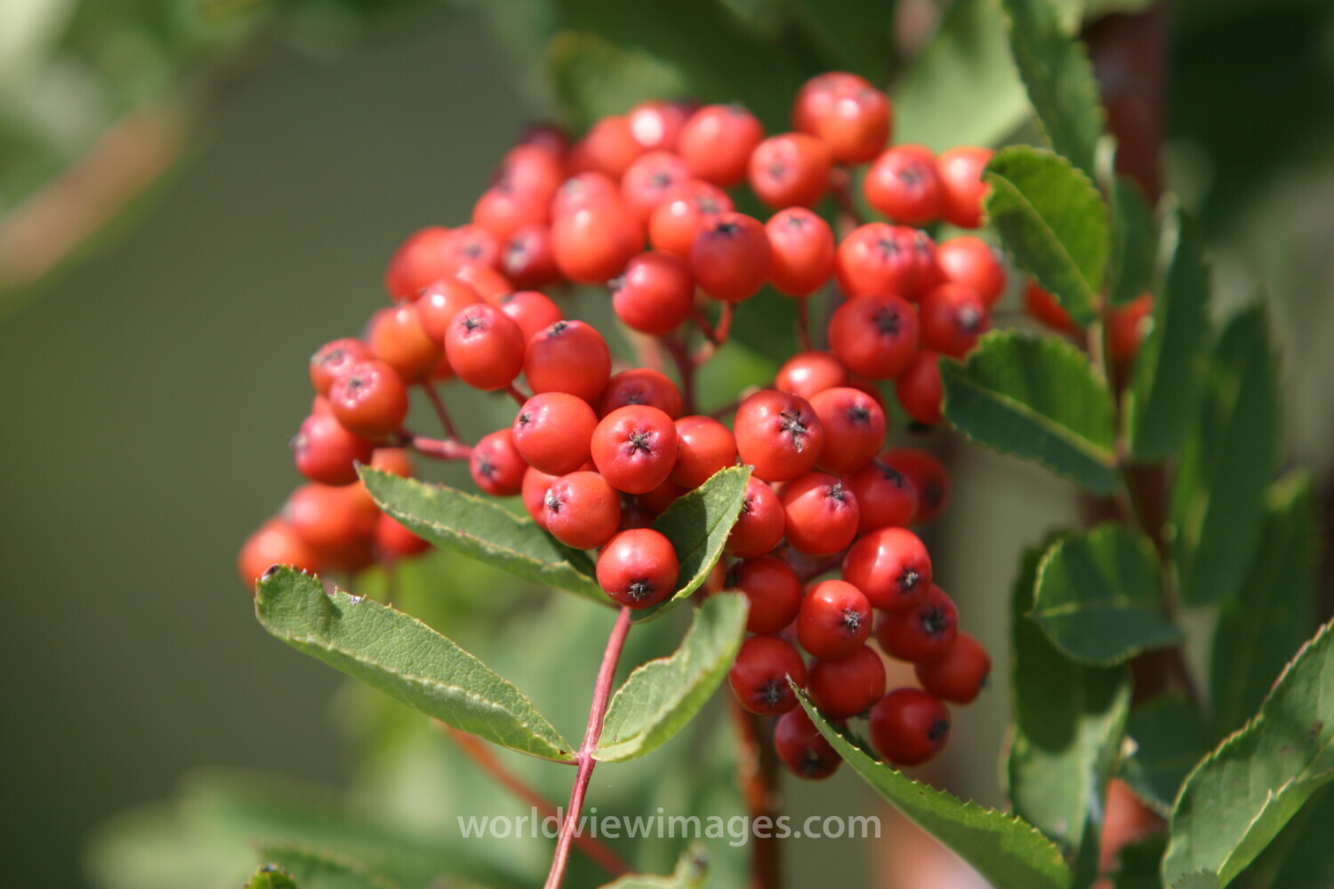 Floweres of the World