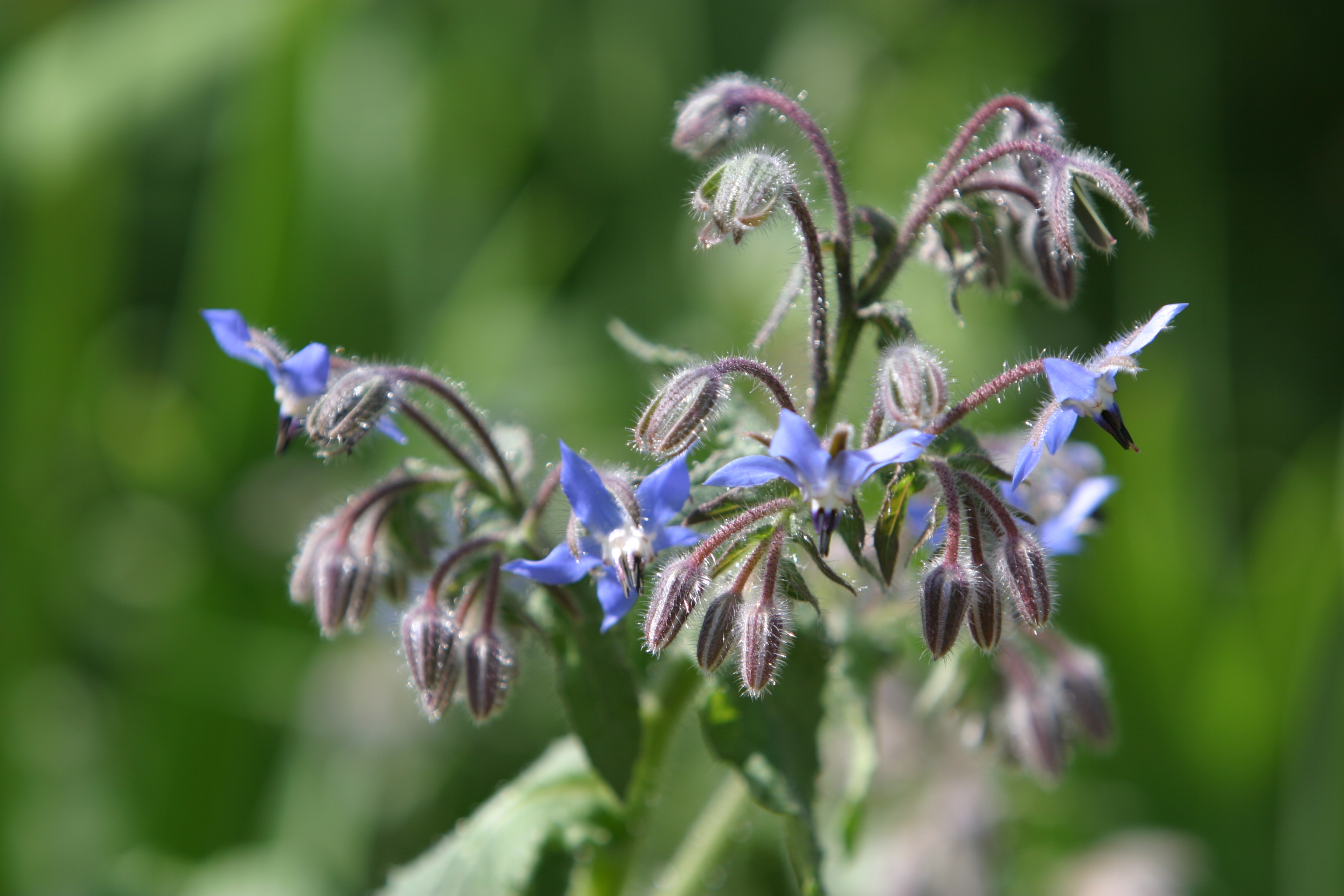 Floweres of the World