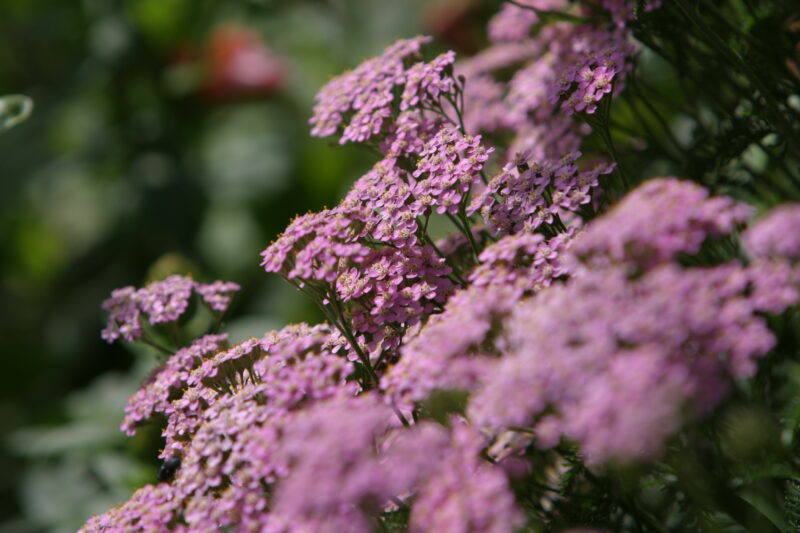 Floweres of the World — Flowers, nature, scenic, flora