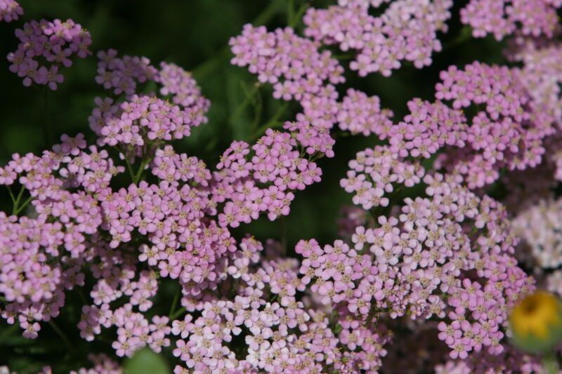 Floweres of the World — Flowers, nature, scenic, flora