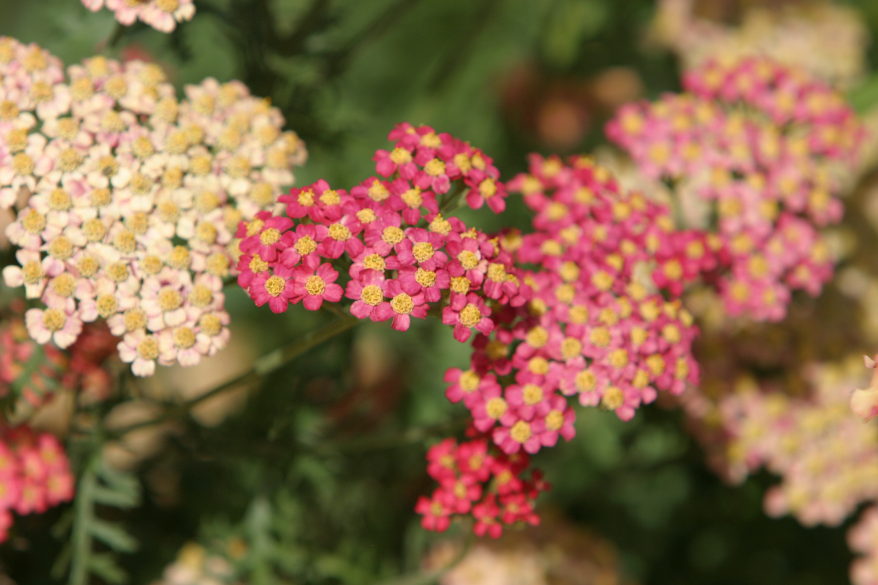 Floweres of the World