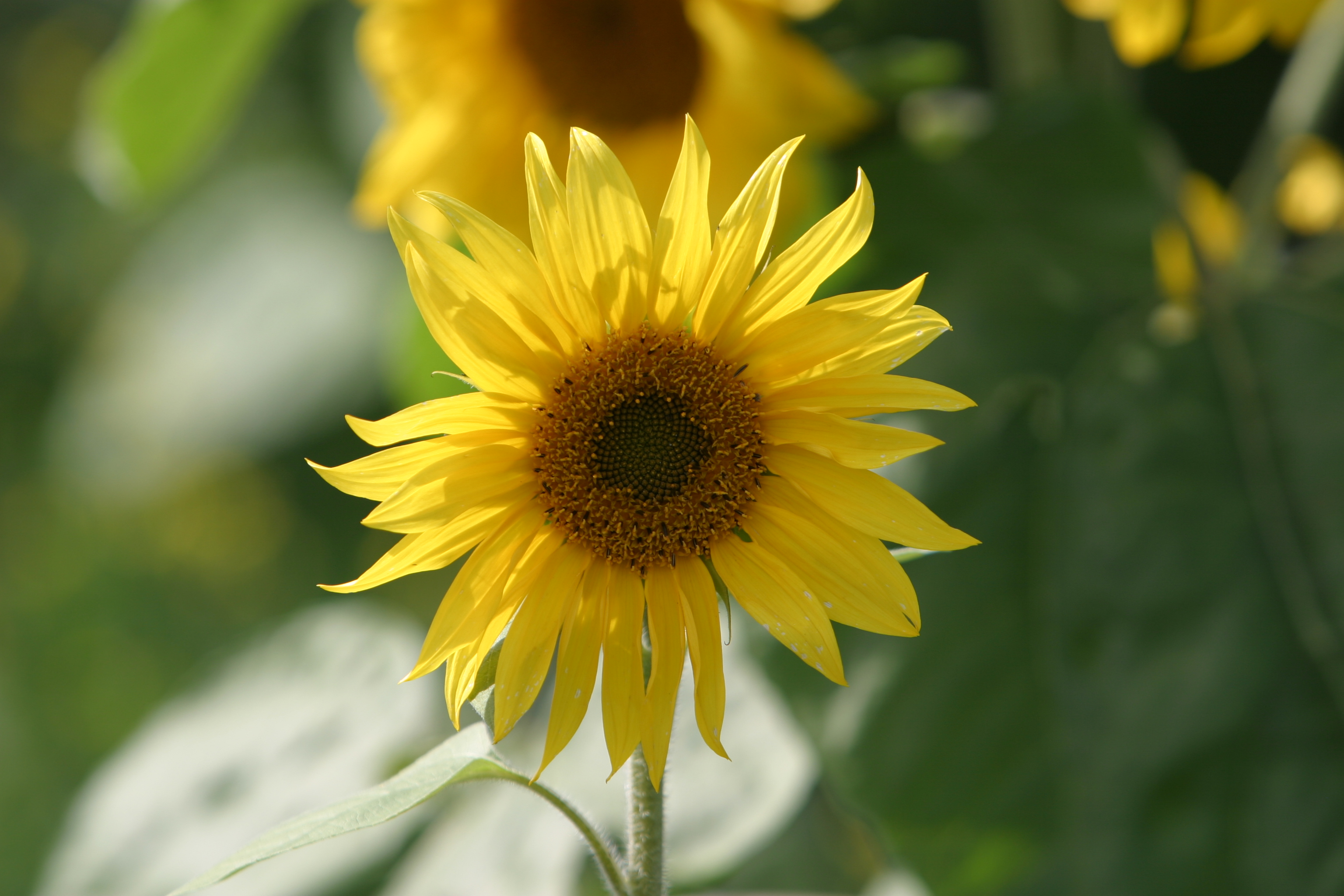 Floweres of the World