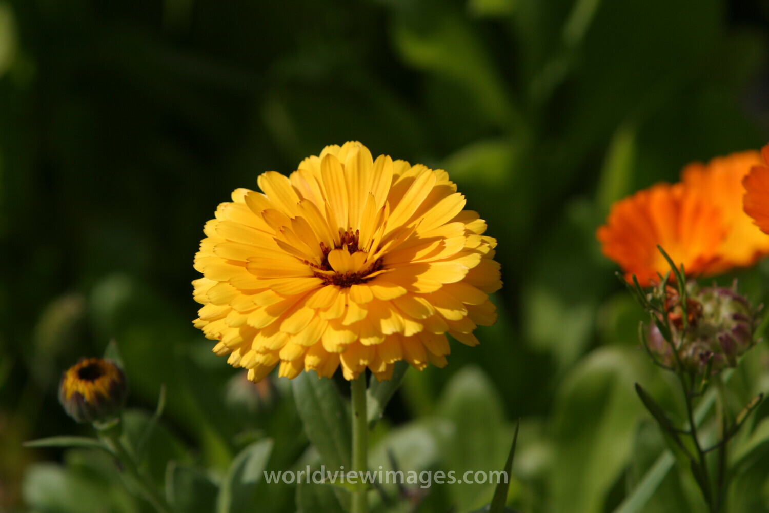 Floweres of the World