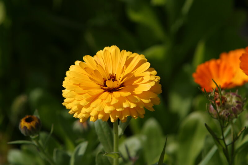 Floweres of the World — Flowers, nature, scenic, flora