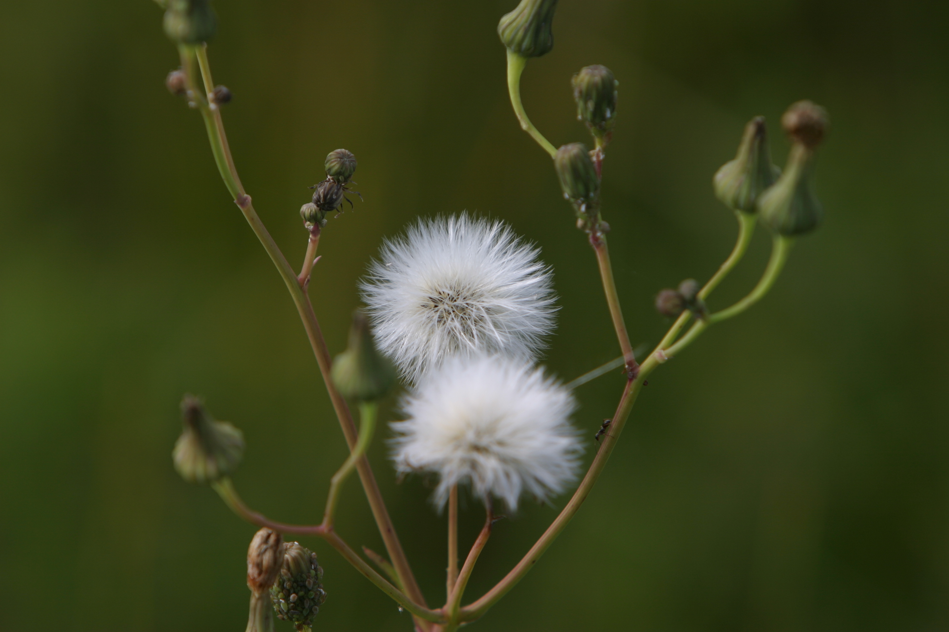 Floweres of the World