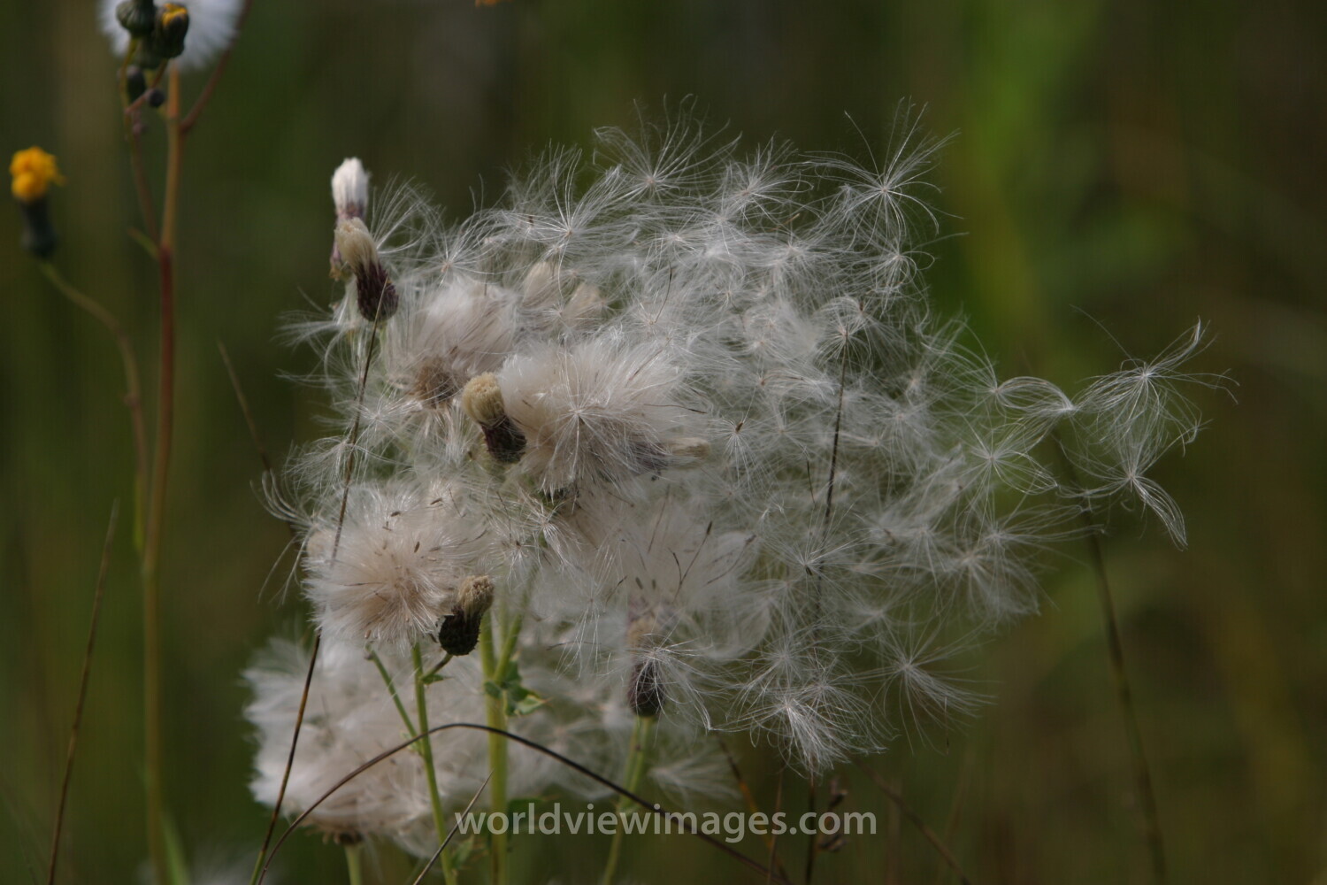 Floweres of the World
