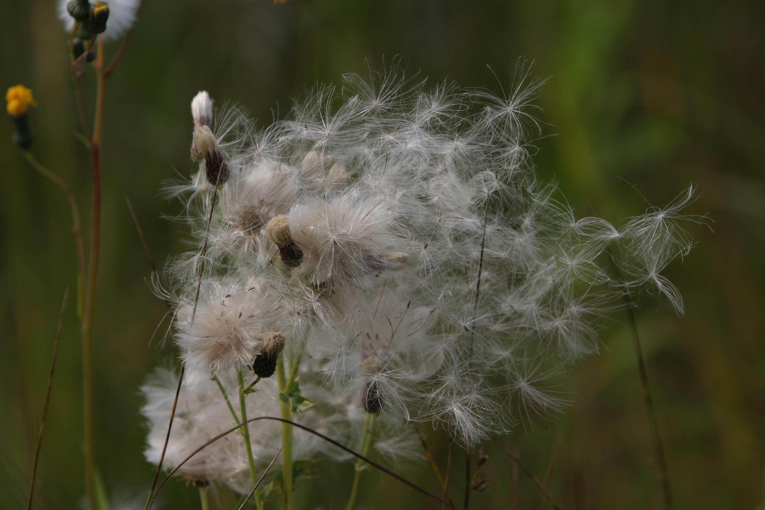 Floweres of the World