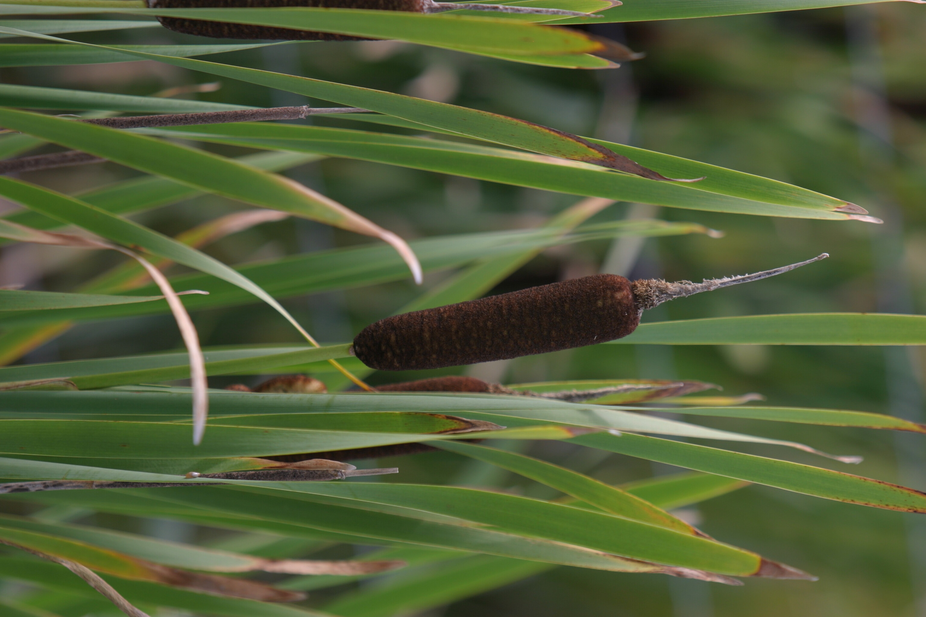 Floweres of the World