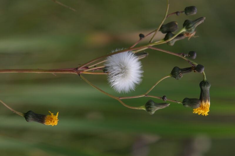 Floweres of the World — Flowers, nature, scenic, flora